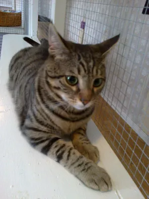 Tabbie