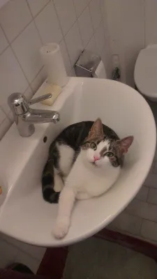 Tussan
