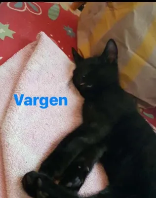 Vargen