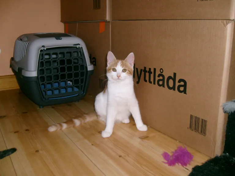 Wilma